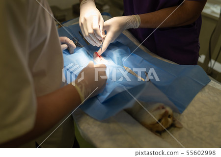 Vet doing the operation for sterilization. The cat 55602998