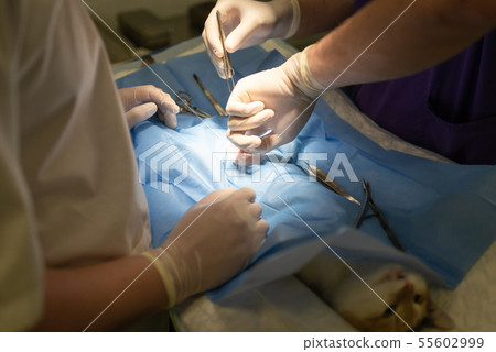 Vet doing the operation for sterilization. The cat Vet doing the operation for sterilization. The cat 55602999