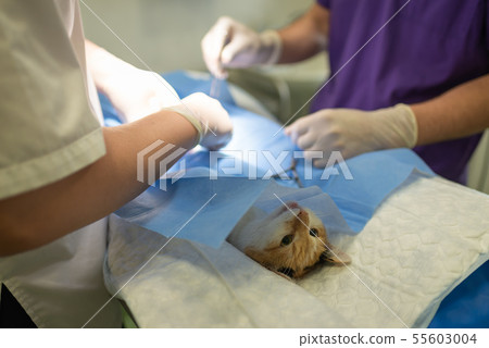 Vet doing the operation for sterilization. The cat 55603004