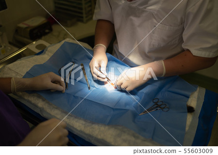 Vet doing the operation for sterilization. The cat 55603009