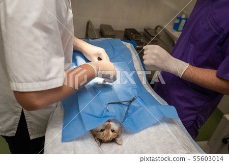 Vet doing the operation for sterilization. The cat 55603014