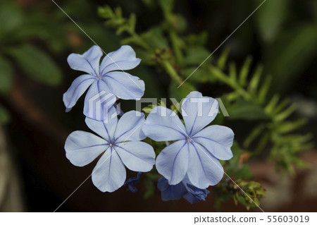 Rurimatsu（Plumbago） 55603019