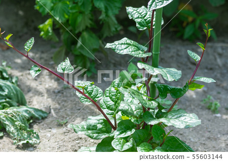 Tsurumurasaki Tsurumurasaki 55603144