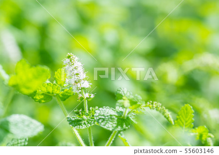 Apple mint flowers 55603146