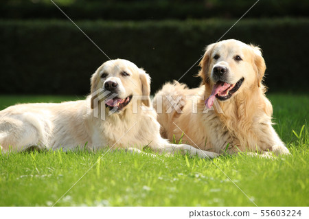 Amazing golden retrievers together Amazing golden retrievers together 55603224