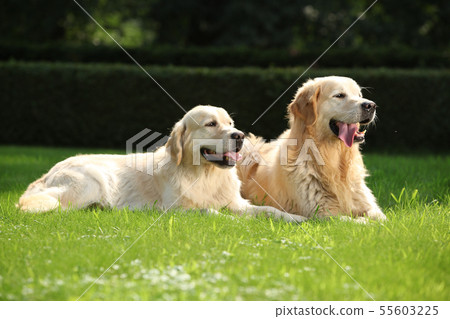 Amazing golden retrievers together Amazing golden retrievers together 55603225