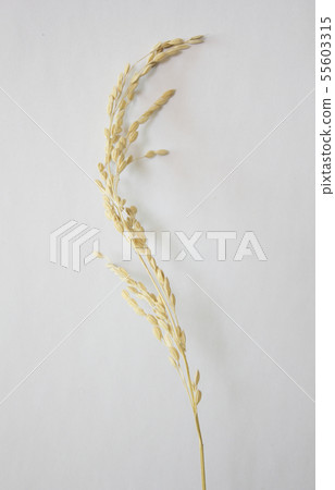Rice ears 55603315