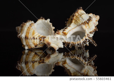 Mollusc sea shell isolated on black glass Mollusc sea shell isolated on black glass 55603461