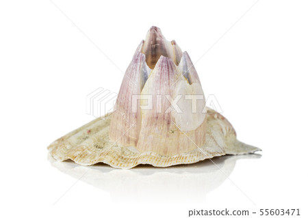 Mollusc sea shell isolated on white Mollusc sea shell isolated on white 55603471