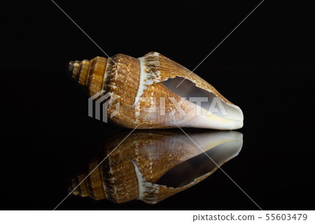 Mollusc sea shell isolated on black glass Mollusc sea shell isolated on black glass 55603479