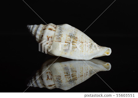 Mollusc sea shell isolated on black glass Mollusc sea shell isolated on black glass 55603551