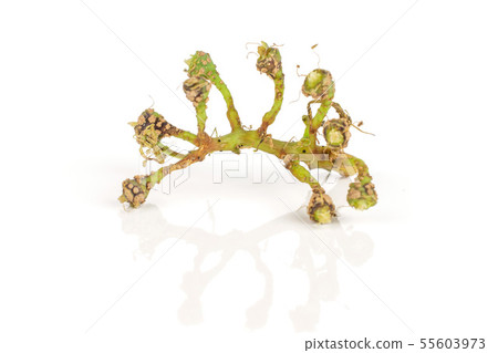 Fresh green grape isolated on white Fresh green grape isolated on white 55603973