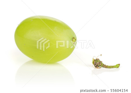 Fresh green grape isolated on white Fresh green grape isolated on white 55604154