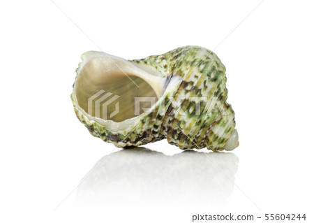 Mollusc sea shell isolated on white Mollusc sea shell isolated on white 55604244