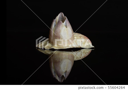 Mollusc sea shell isolated on black glass 55604264