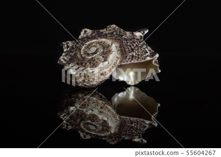 Mollusc sea shell isolated on black glass Mollusc sea shell isolated on black glass 55604267
