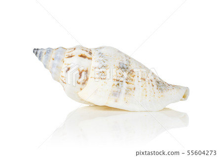 Mollusc sea shell isolated on white Mollusc sea shell isolated on white 55604273