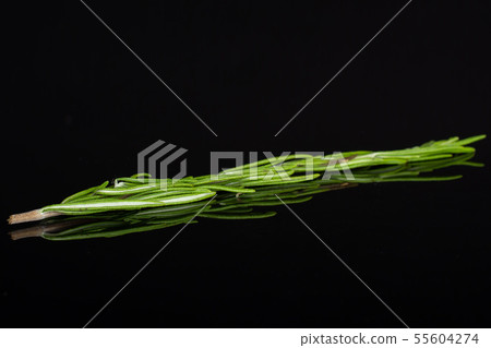 Fresh rosemary herb isolated on black glass Fresh rosemary herb isolated on black glass 55604274