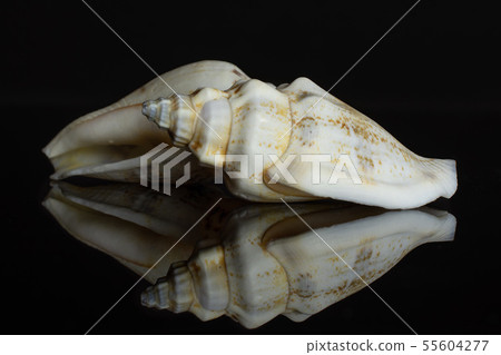 Mollusc sea shell isolated on black glass Mollusc sea shell isolated on black glass 55604277