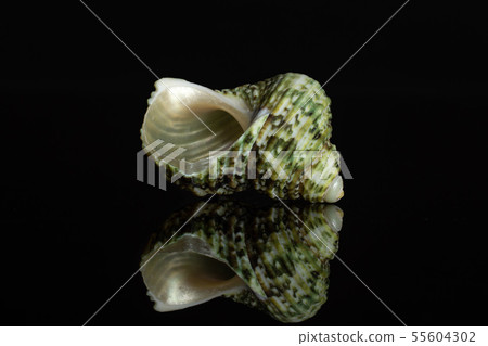 Mollusc sea shell isolated on black glass Mollusc sea shell isolated on black glass 55604302