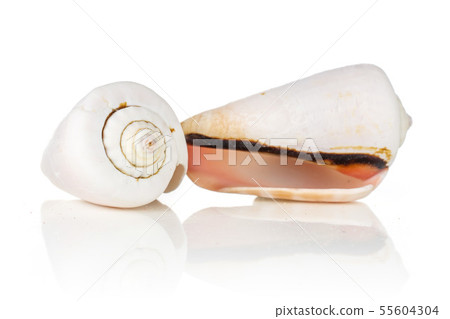 Mollusc sea shell isolated on white Mollusc sea shell isolated on white 55604304