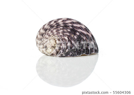Mollusc sea shell isolated on white Mollusc sea shell isolated on white 55604306