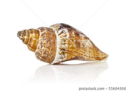 Mollusc sea shell isolated on white 55604308