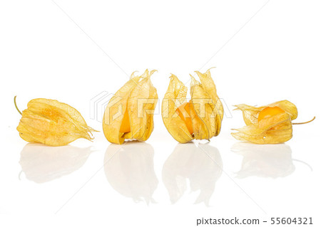 Fresh orange physalis isolated on white Fresh orange physalis isolated on white 55604321