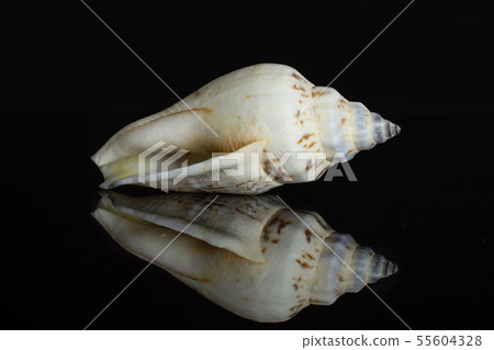 Mollusc sea shell isolated on black glass Mollusc sea shell isolated on black glass 55604328