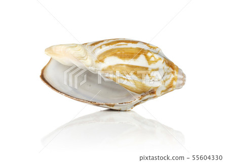 Mollusc sea shell isolated on white 55604330