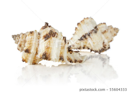 Mollusc sea shell isolated on white Mollusc sea shell isolated on white 55604333