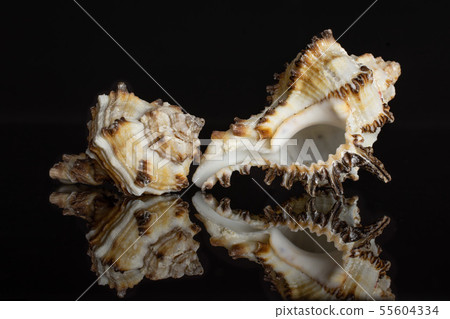 Mollusc sea shell isolated on black glass Mollusc sea shell isolated on black glass 55604334
