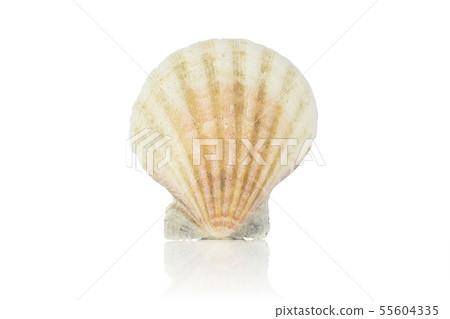 Mollusc sea shell isolated on white Mollusc sea shell isolated on white 55604335