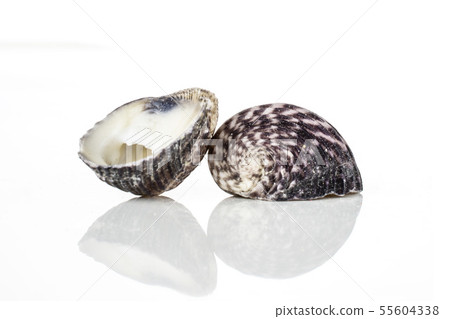 Mollusc sea shell isolated on white 55604338