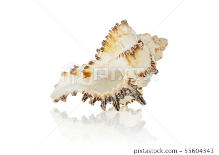 Mollusc sea shell isolated on white Mollusc sea shell isolated on white 55604341