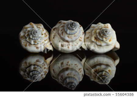 Mollusc sea shell isolated on black glass Mollusc sea shell isolated on black glass 55604386