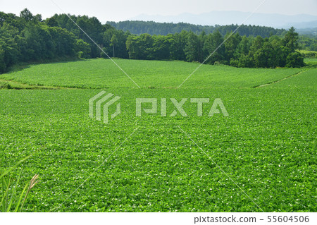 Photographed summer landscape of lush soybean field in the clear area of Atsuzawabe-cho, Hokkaido 55604506