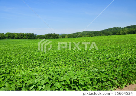 鬱鬱蔥蔥的大豆領域被拍攝的夏天風景在Atsuzawabe-cho,北海道清楚的區域 鬱鬱蔥蔥的大豆領域被拍攝的夏天風景在Atsuzawabe-cho,北海道清楚的區域 55604524