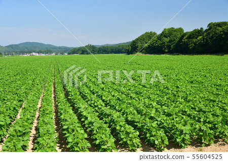 Photographed summer landscape of lush soybean field in the clear area of Atsuzawabe-cho, Hokkaido 55604525
