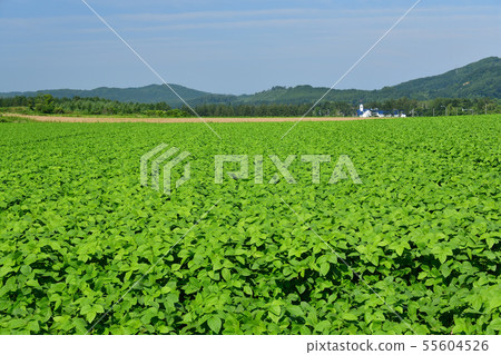 Photographed summer landscape of lush soybean field in the clear area of Atsuzawabe-cho, Hokkaido Photographed summer landscape of lush soybean field in the clear area of Atsuzawabe-cho, Hokkaido 55604526