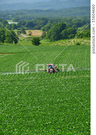 Photographing the summer landscape of a soybean field control work in the Sakai area of Atsuzawabe-cho, Hokkaido 55604660