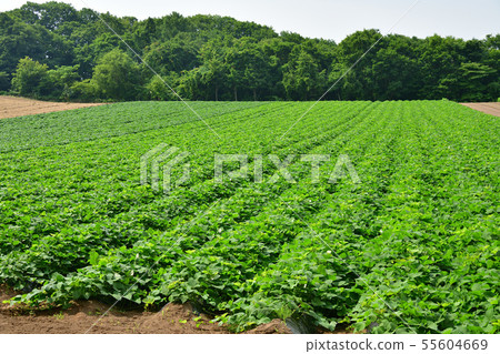 在北海道Atsuzawabe-cho拍攝鬱鬱蔥蔥的紅薯田的夏天風景 在北海道Atsuzawabe-cho拍攝鬱鬱蔥蔥的紅薯田的夏天風景 55604669