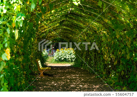 [日本夏天]向日葵花園Musashimurayama 55604757