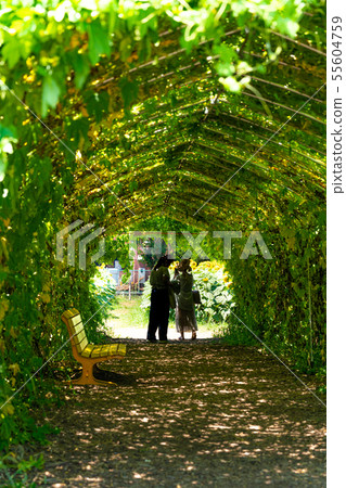 [Japan Summer] Sunflower Garden Musashimurayama 55604759