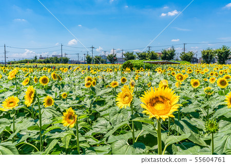 [Japan Summer] Sunflower Garden Musashimurayama 55604761