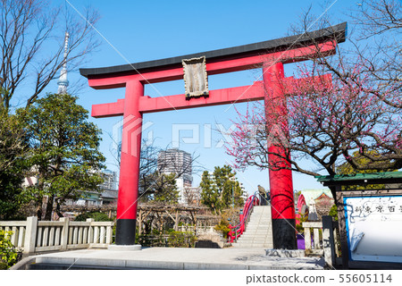 Kameido Tenjinsha Otorii和紅梅花(東京都江東區)2019年2月 Kameido Tenjinsha Otorii和紅梅花(東京都江東區)2019年2月 55605114