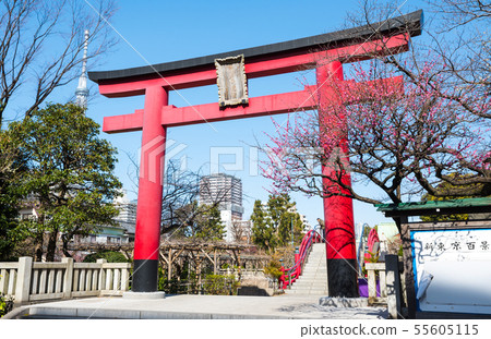Kameido Tenjinsha Otorii和紅梅花(東京都江東區)2019年2月 Kameido Tenjinsha Otorii和紅梅花(東京都江東區)2019年2月 55605115