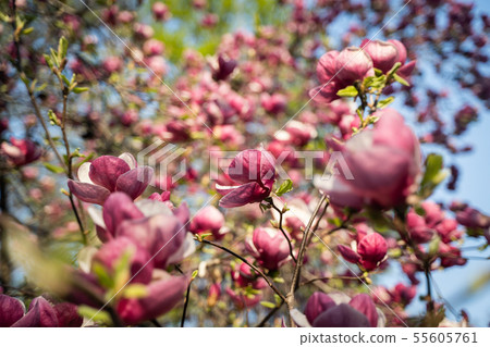 Flowers of pink magnolia. Magnolia tree blossom 55605761