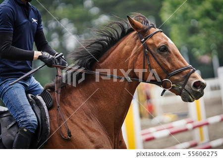 馬術大會 55606275
