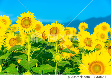 One side of sunflower field [Nagano Prefecture] 55606310